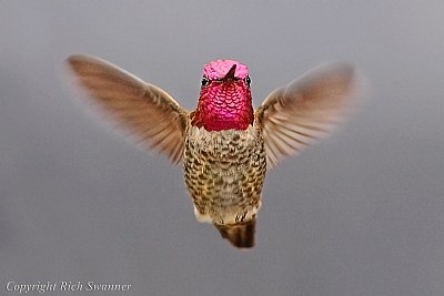 Lil' Red The Hummingbird ...Full Redhead