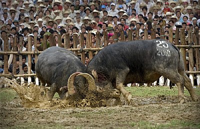 Buffalo fighting festival