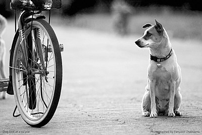 Dog look at a bicycle