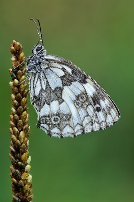 Melanargia Galathea