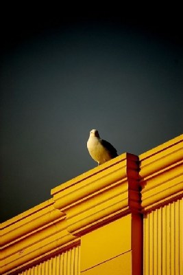 Seagull (I)