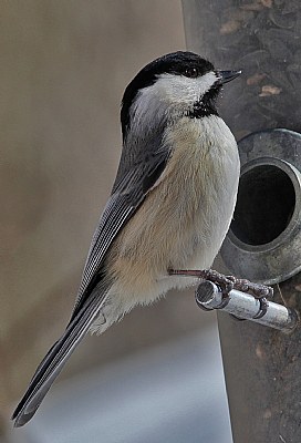 I'm a chickadee and proud of it!