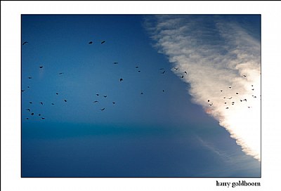 birds  v6