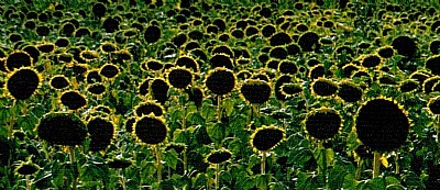 Sunflowers cemetery
