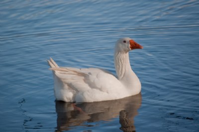 Goose Enjoying a swim