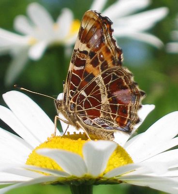 Butterfly in my Garden