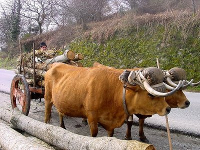 Typical bull`s cart ( Portugal)