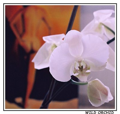 Wild orchid