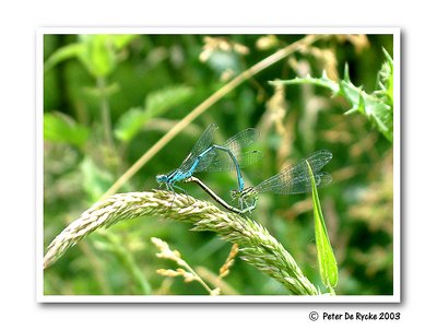 Dragonflies