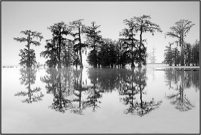 Swamp Reflections