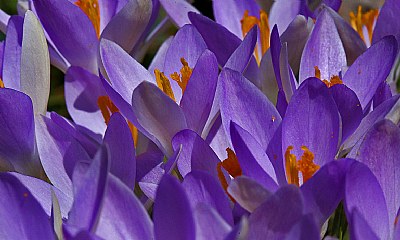 wall to wall crocus