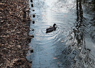 Lonely duck