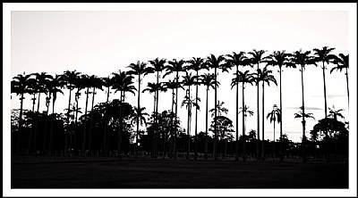 royal palms