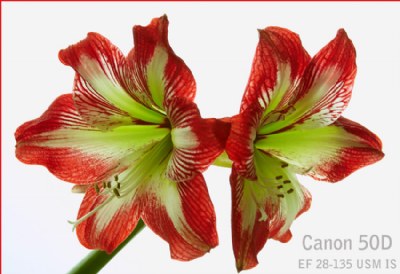 amaryllis.