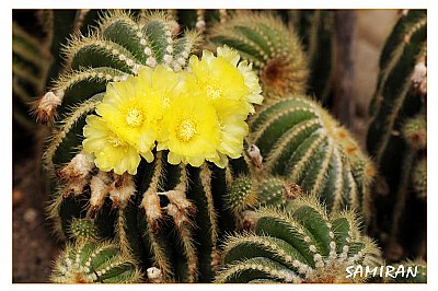 cactus flower