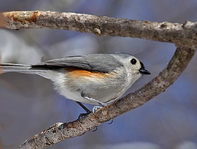 titmouse