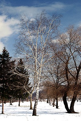 birch, which eagerly awaits the spring