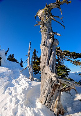 Twisted in the Snow