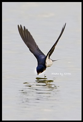 B128 (Barn Swallow)