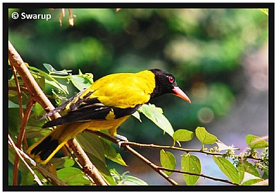 Black Capped Oriole (Holud Pakhi in Bengali)