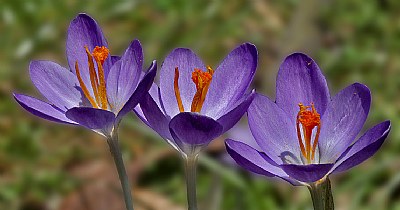 tri-crocus