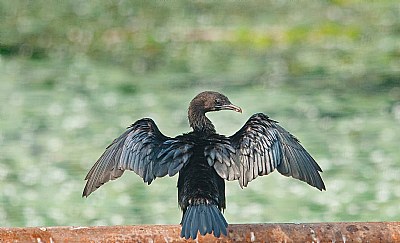 Little Cormorant