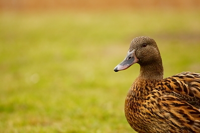 Duck