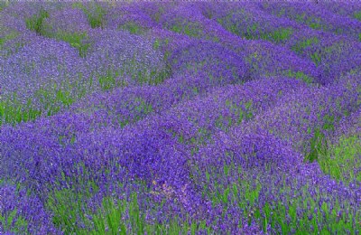 Lavender Field