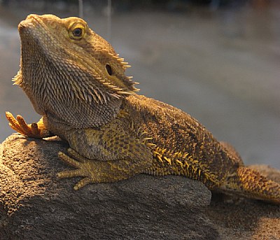 Iguane