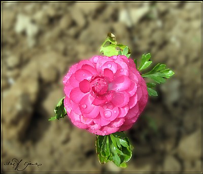 Pink Flower