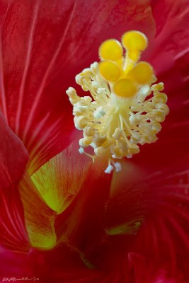 Hibiscus Stacked