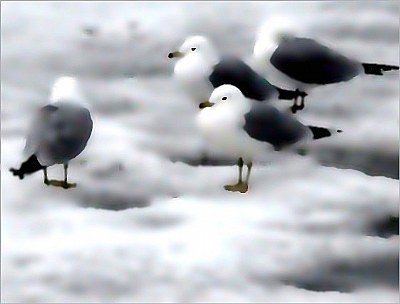 Cold Birds