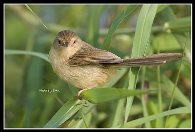 B132 (Plain Prinia)