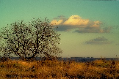 lonely tree