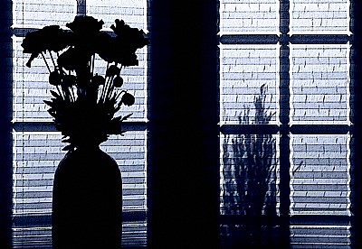 Shadow and flower poetry