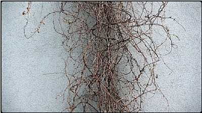 springstalks