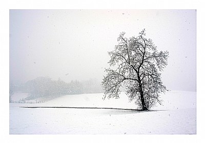 *** the solitary tree ***