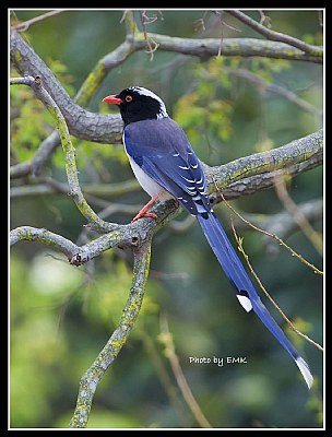 B133 (Blue Magpie)