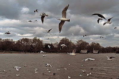 Flight of Gulls