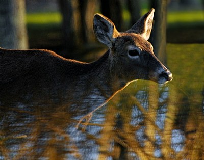 Deer reflection