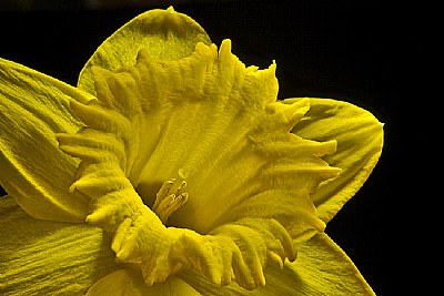deep throat -daffodil
