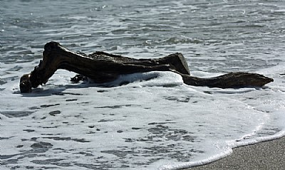 Driftwood