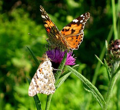 Butterfly in love in my Garden