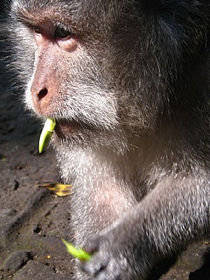 eats, shoots and leaves :-)