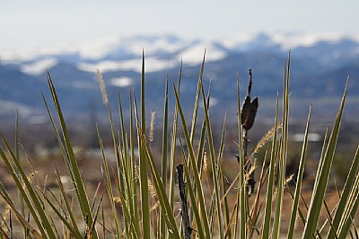 Grass Mountain