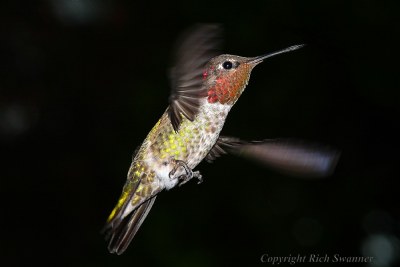 Lil' Red The Hummingbird