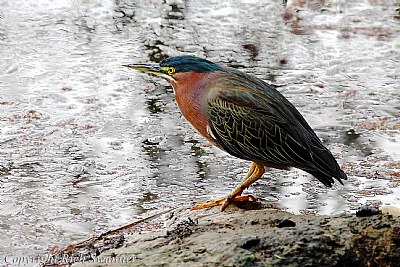 Green-Backed Heron