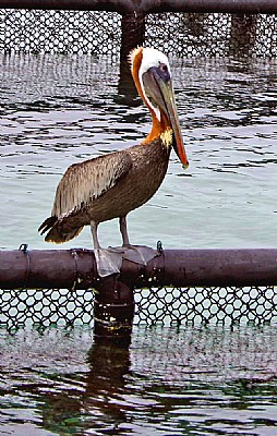 Old Pelican