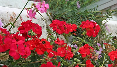 Flowers in a Balcony