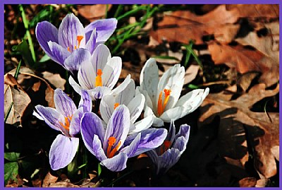 Crocus Flower